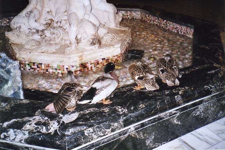 peabody-ducks-4