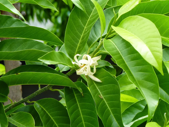 Hoa ngọc lan hoa ngoc lan