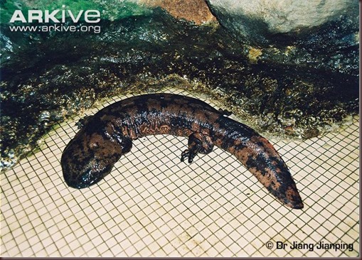 ARKive image GES015973 - Chinese giant salamander