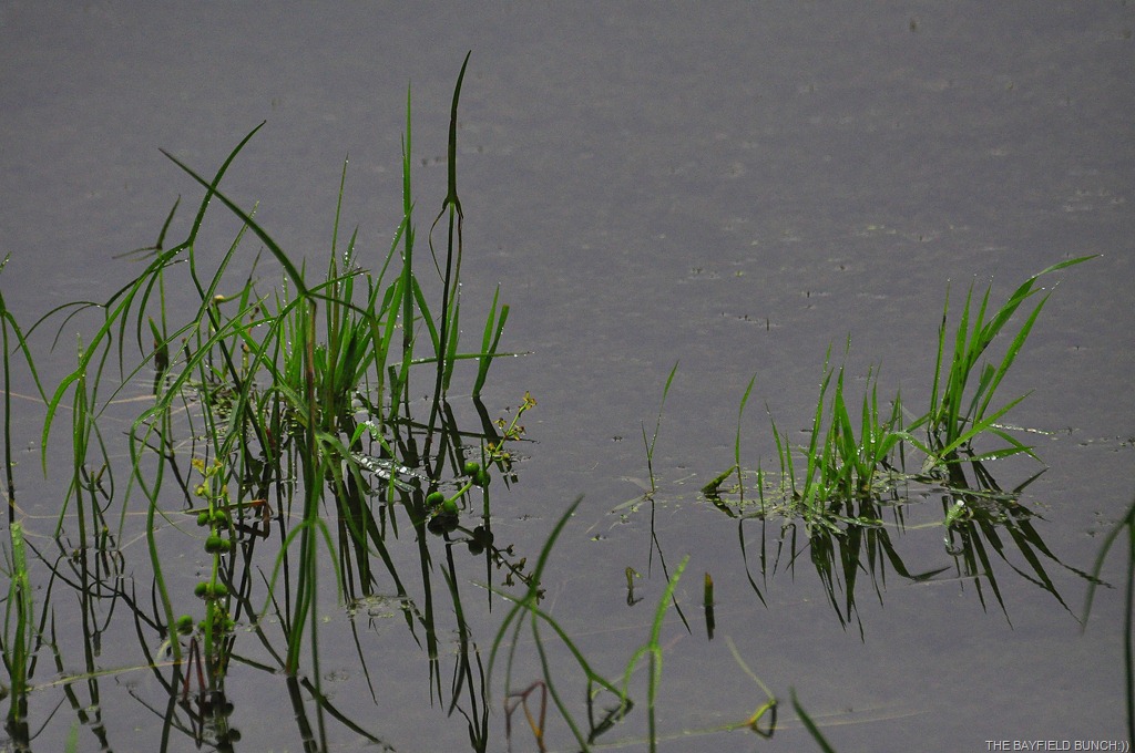 [DSC_0018%255B3%255D.jpg]