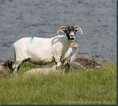 64-sheep-and-greylag