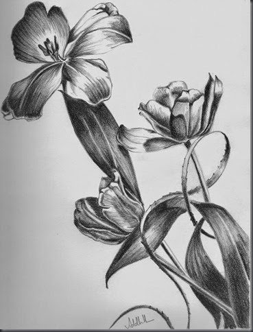 flower-pencil-drawing