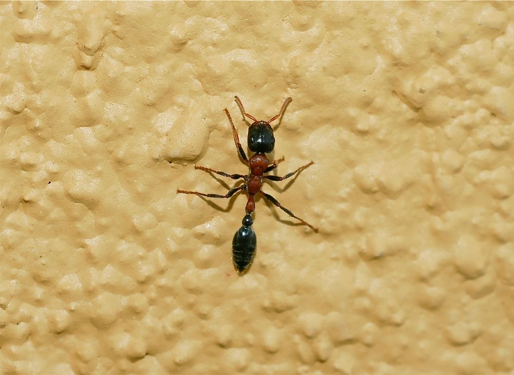 Bicolored Arboreal Ant