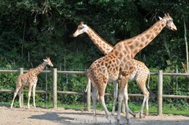 girafe de kordofan