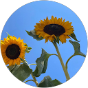 Amelia Humleklo profile picture