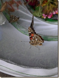 6-19 butterflies 1