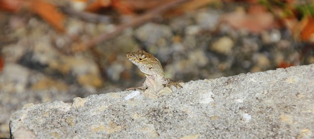 Collier Seminole Lizard