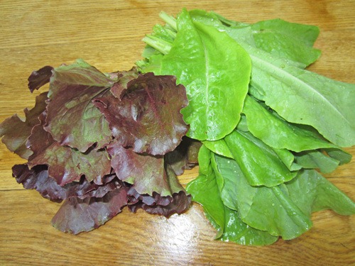 [lettuce_7-123.jpg]