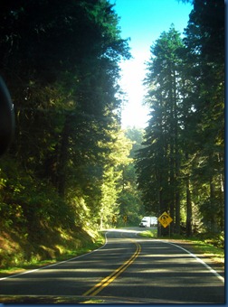 Redwoods (5)