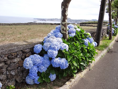 02. Hortensii, floarea din Azore.JPG