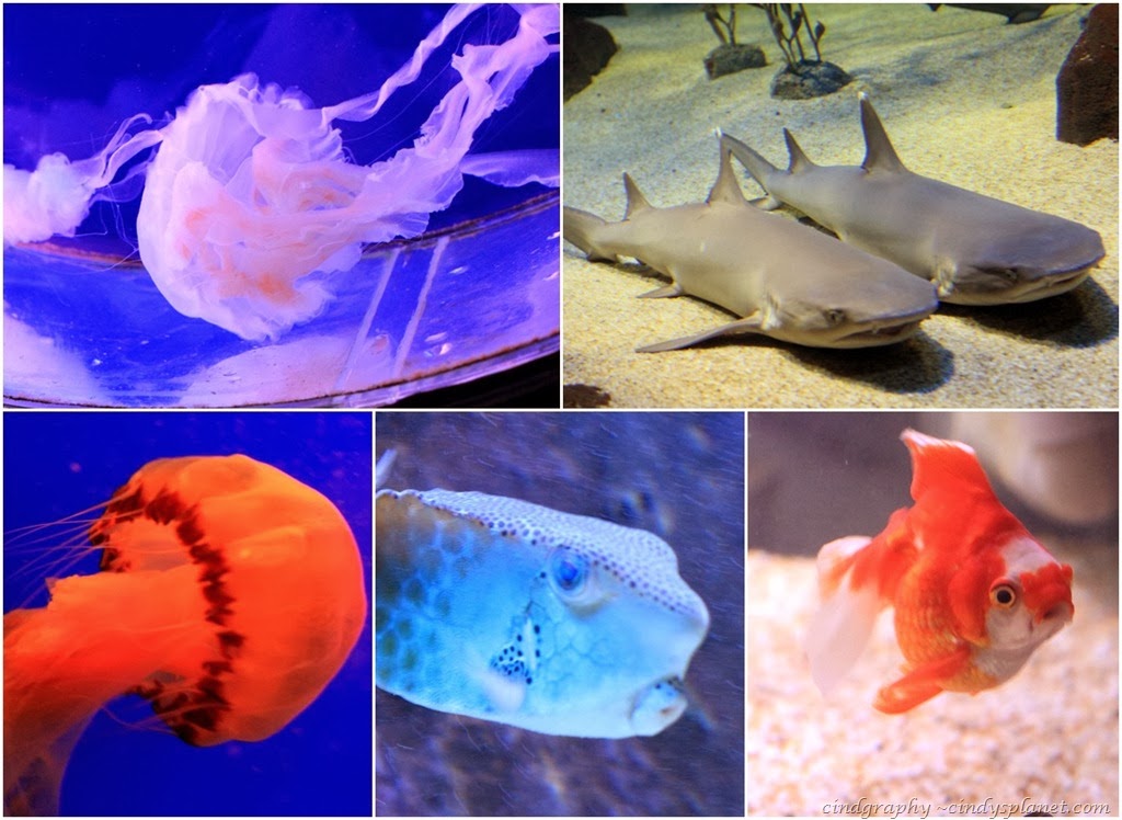 [fish2.jpg.webp]