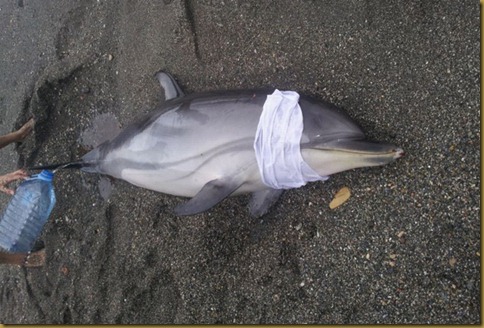 delfin varado