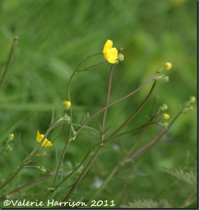 8-meadow-buttercup
