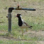 Red-wattled Lapwing