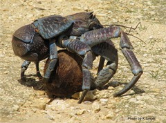 ปูมะพร้าว(Coconut  Crab)-2