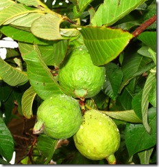 Tri Fruit Guava