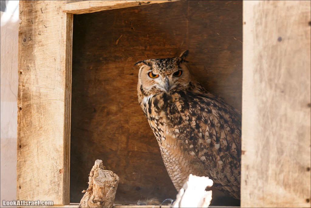 LookAtIsrael.com - Заповедник библейских животных Хай Бар | Hai Bar reserve | חי בר