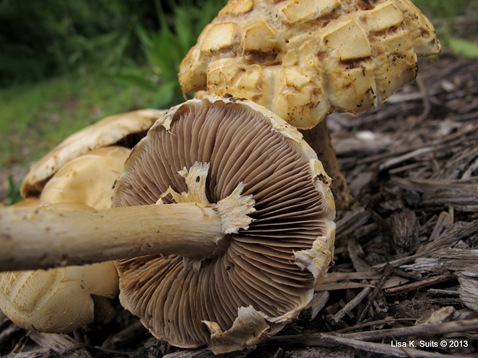 cracked caps brown gills