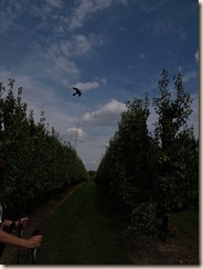 Borgloon: een vlieger als vogelschrik in een perenplantage
