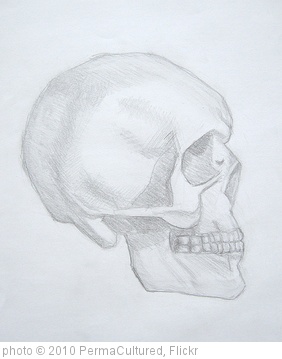 'study of a skull' photo (c) 2010, PermaCultured - license: http://creativecommons.org/licenses/by/2.0/
