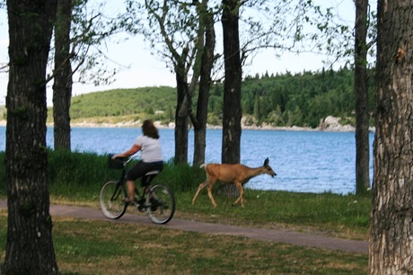 Deer by lake 2