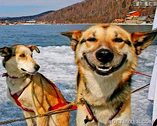 [smeshnye-kartinki-zhivotnykh-5-14%5B33%5D.jpg]