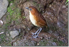 Yellow-breasted Antpitta-8D3E4093