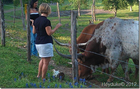 Sharon feeding the longhorns with Carol