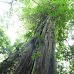 Hike around Finca Neblina del Bosque - La Rampla, Nicaragua esteli-jinotega-miraflor_065.jpg