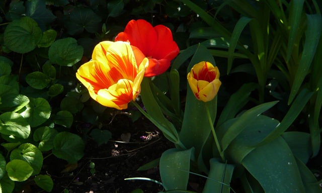 [tulips1%255B3%255D.jpg]