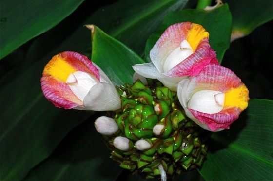 [Costus%2520afer%255B3%255D.jpg]