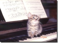gato pianista blogdeimagenes (18)