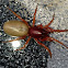 Wood louse spider