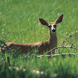 Mis imágenes antiguas 029.jpg