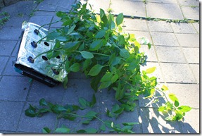 IMG_8711 IMG_8711