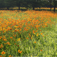 藤原宮跡,キバナコスモス(IMGP0389,1-125秒(f10),645Z)2014yaotomi_Top.jpg