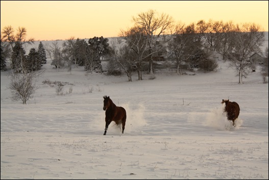 snow horses 025a