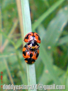 ladybird mating 10