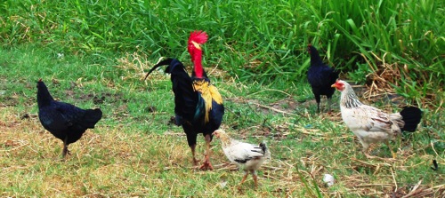 Chickens on a Guyanese roadside