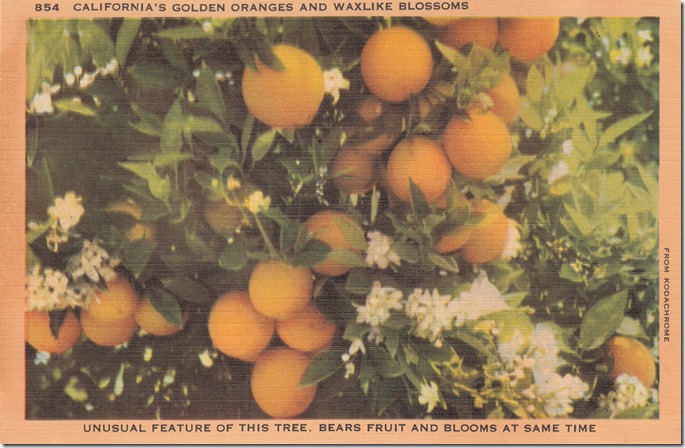 California's Golden Oranges and Waxlike Blossoms Pg. 1