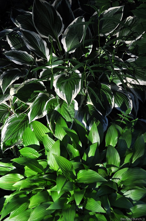 [DSC_0028%255B4%255D.jpg]