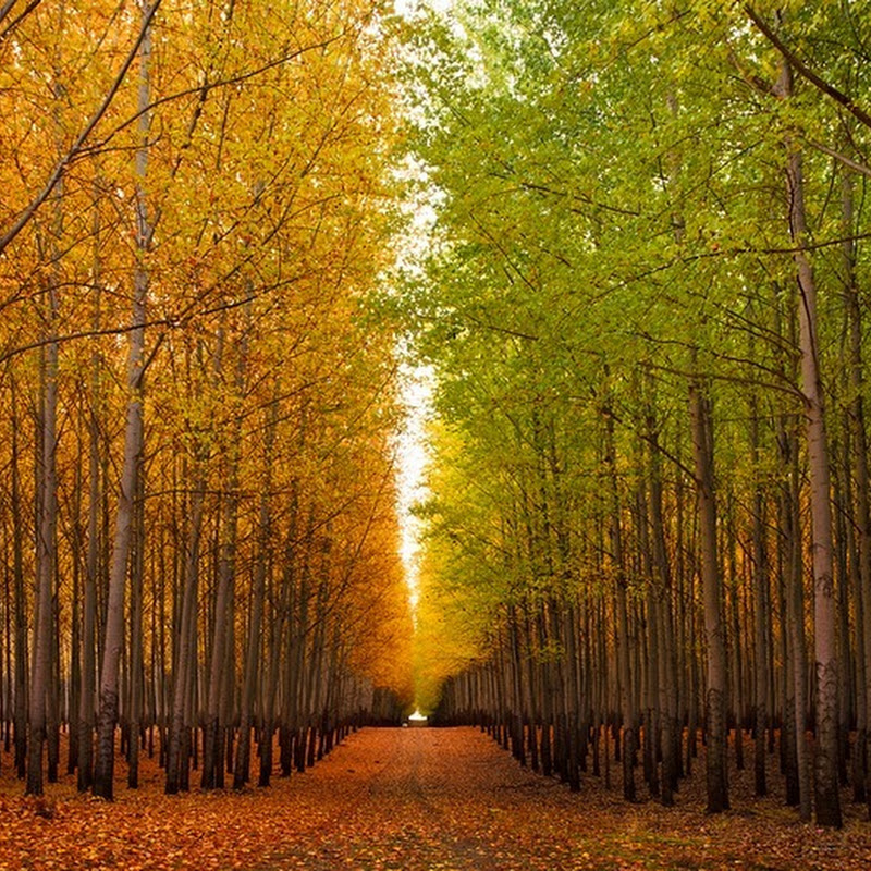 Boardman Tree Farm in Oregon, USA Amusing