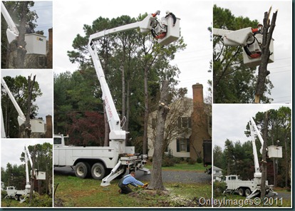 tree removal4