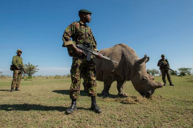 Rangers stand guard over a rhinoceros is South Africa. Photo: Air Shepherd