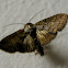 Unidentified moth