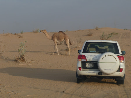 Dubai Desert Safari: intalnirea cu o camila