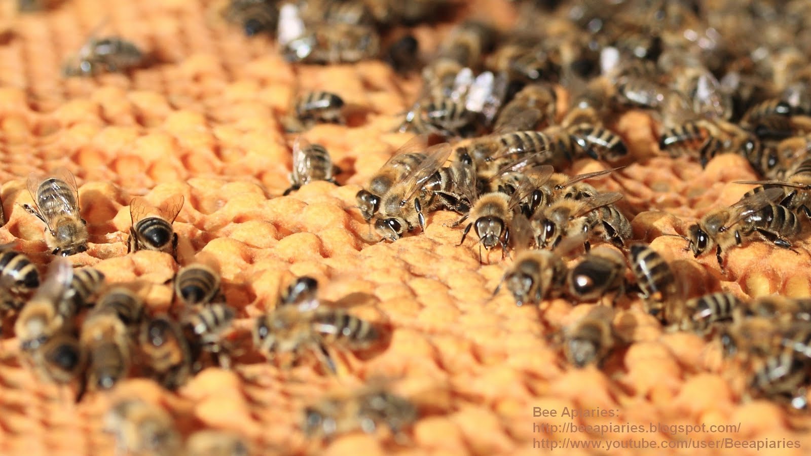 [BeeApiaries_IMG_5358_1%255B5%255D.jpg]