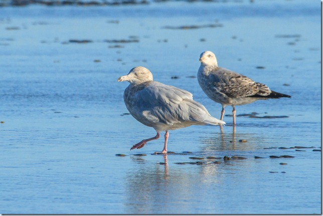 Dungeness_Glauc-1
