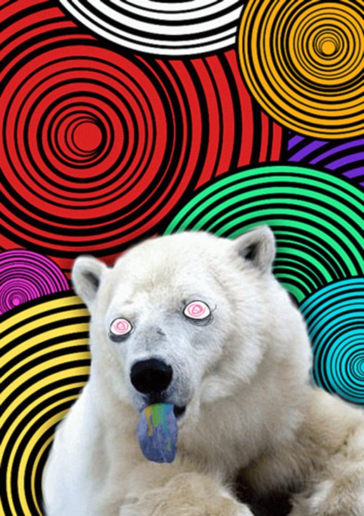 Bear on LSD