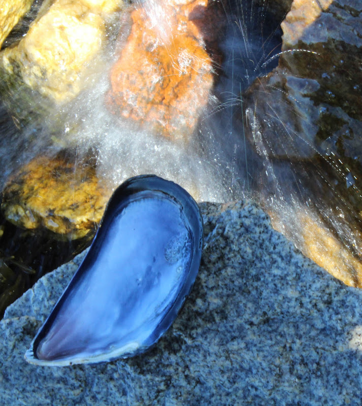 Star Island mussel shell.jpg